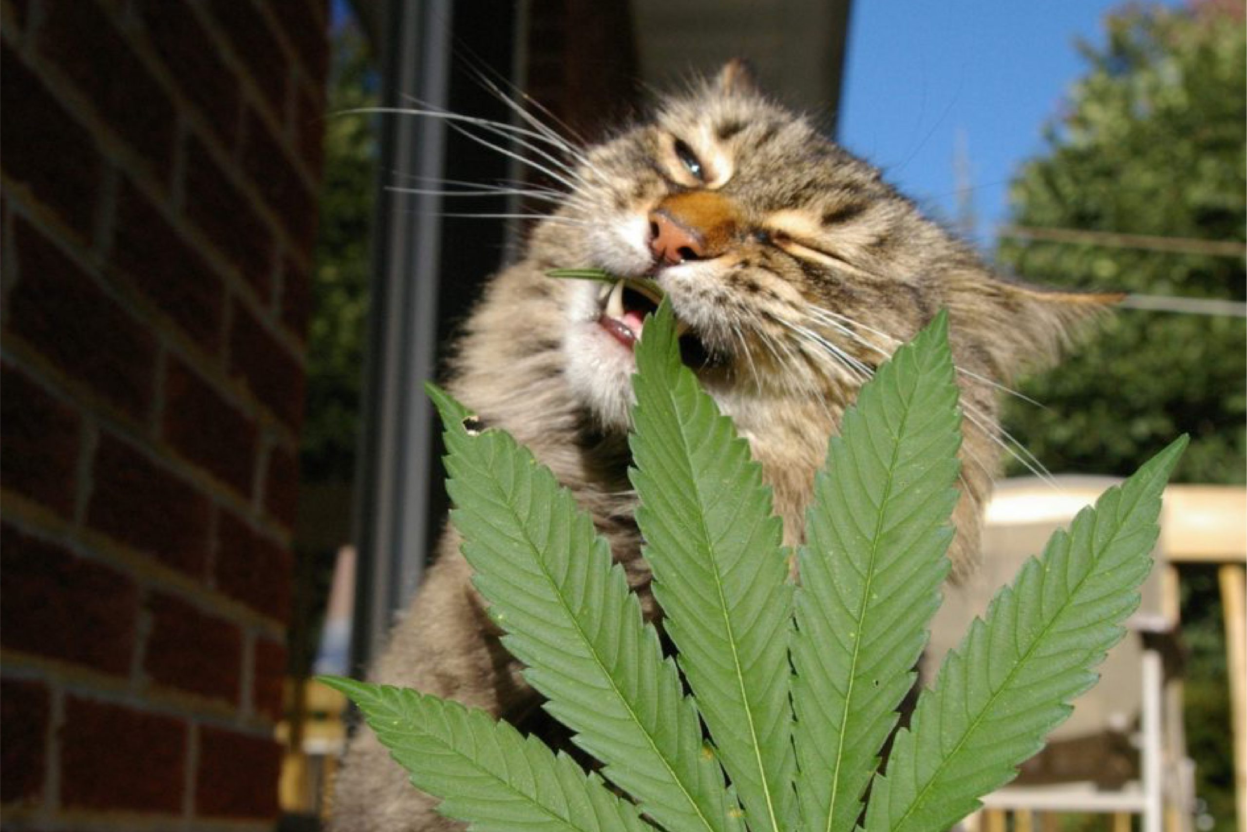 The best and safe CBD product for cats