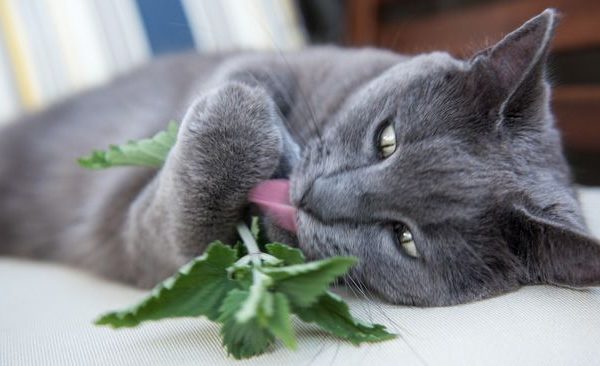 The best and safe CBD product for cats