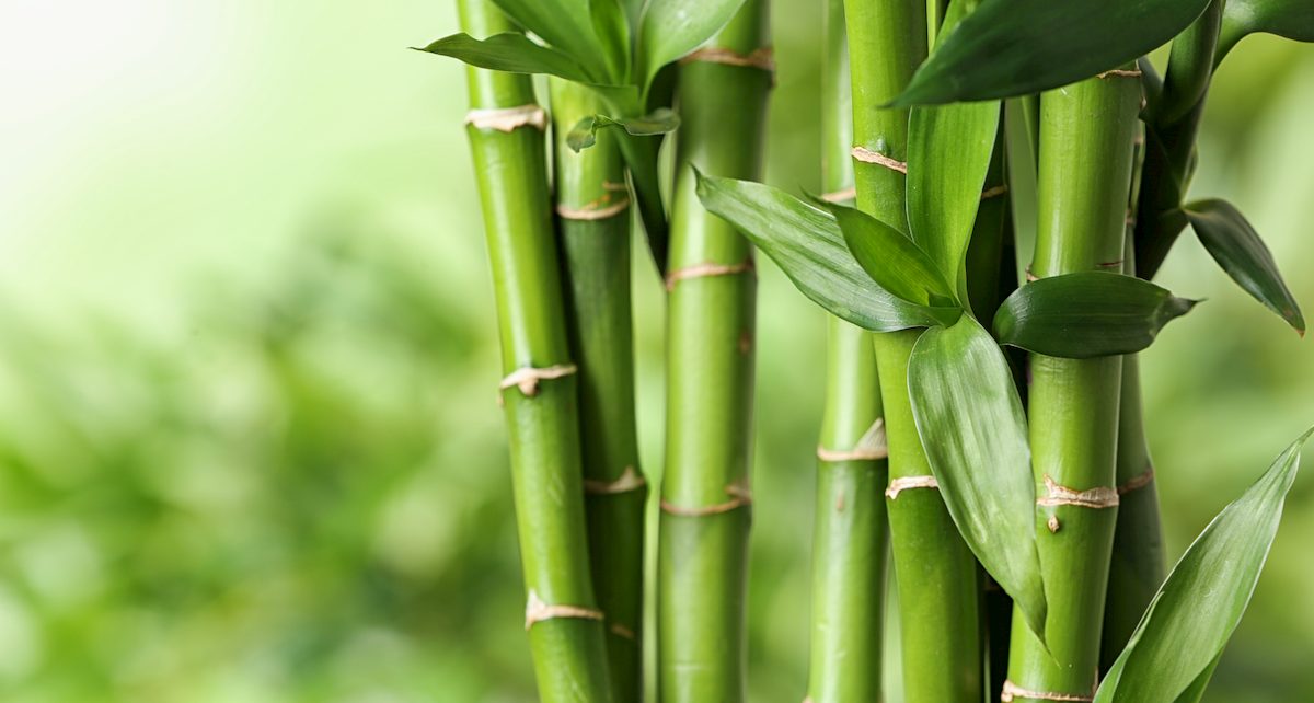 bambu