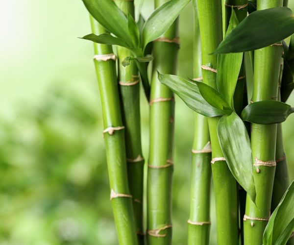 bambu