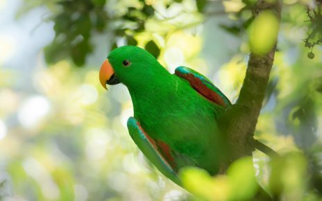 Pet Parrot
