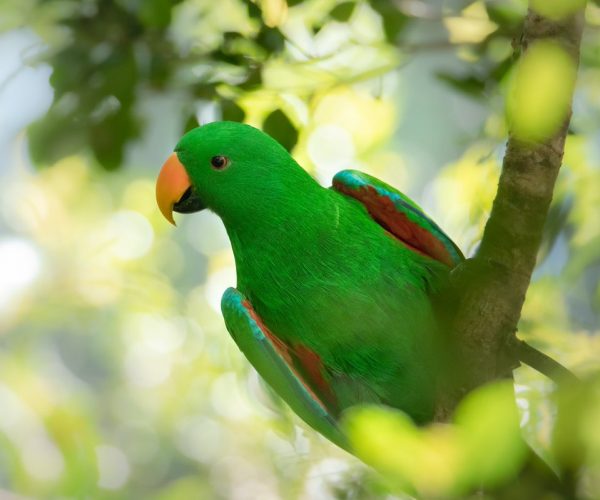 Pet Parrot
