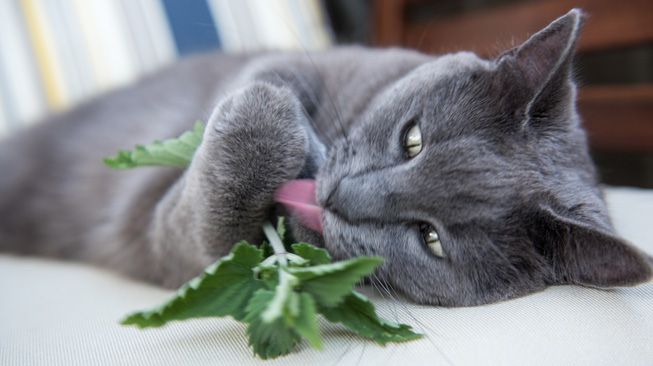 The best and safe CBD product for cats