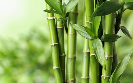 bambu