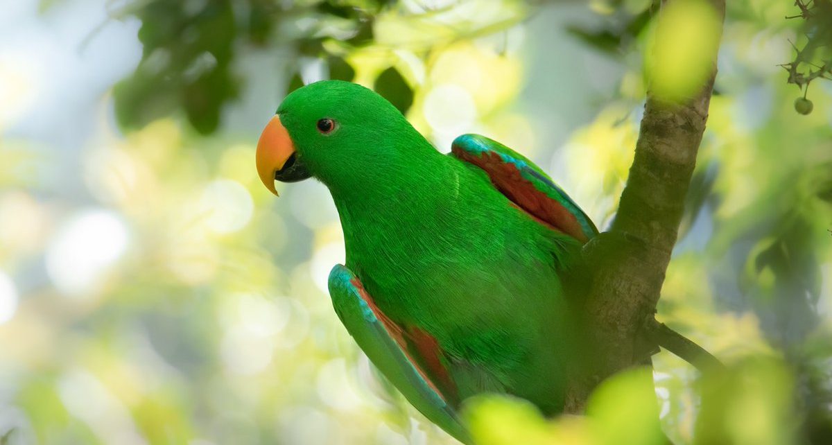 Pet Parrot